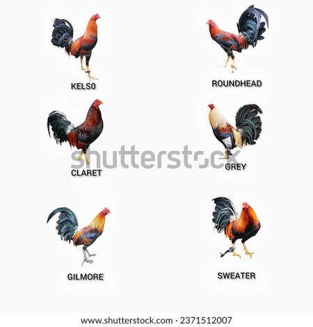 top Gamefowl bloodline breed for cockfighting rooster
