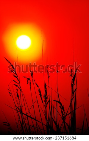 The sunset background with grass 