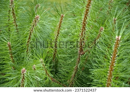 Fluffy pine branches with small cones. Evergreen plant, branch background, full frame. Close-up. Selective focus.