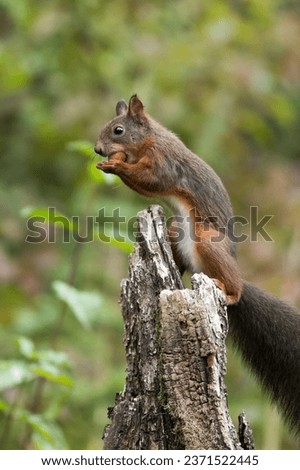 Eurasian red squirrel (Sciurus vulgaris) sitting on an old tree stump eating a hazelnut holding using both paws to hold it