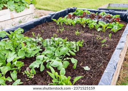 Young radishes, carrots, leeks, chard, lettuce and spinach growing in a raised bed. Royalty-Free Stock Photo #2371525159
