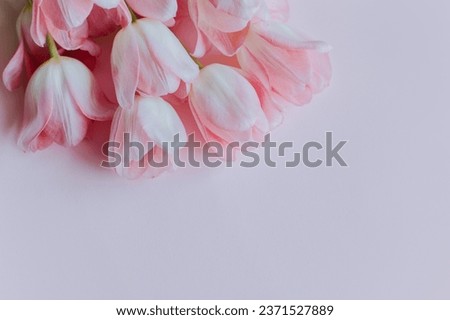 Beautiful bouquet of pink pastel tulip flowers. Close-up. Place for text.