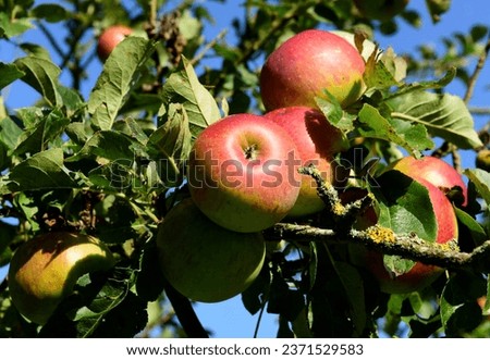 This is picture of apple, in this picture you can see beautiful apple tree view.