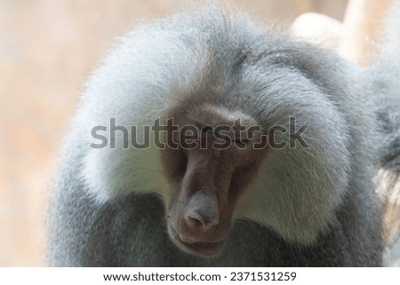 Funny pose of playful Hamadryas baboon (Papio hamadryas)