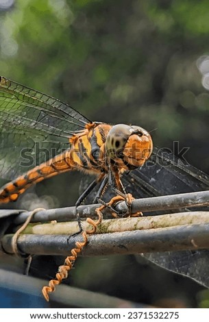 Real Dragonfly Picture Background  nature dragonfly
