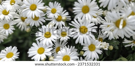 A cluster of beautiful daisy flowers.