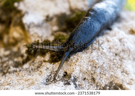Large black slug living in a garden plot, pests of garden crops, close-up