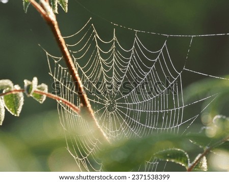 morning dew on the web
 Royalty-Free Stock Photo #2371538399