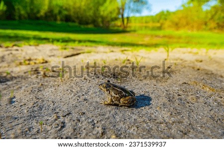 Common spadefoot (Pelobates vespertinus Pallas) in the early morning on a sandy coast (dunes). The typical habitat of this ammocolous amphibian species is. Middle course of the Don River, Russia Royalty-Free Stock Photo #2371539937