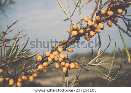 sea buck-thorn berries in autumn in countryside field - retro, vintage style look