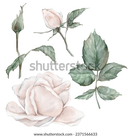 Set elements of white rose, collection garden flowers, leaves. Clipart watercolor hand painting illustration on isolate white background. For bouquets, wreaths, wedding invitations, anniversary