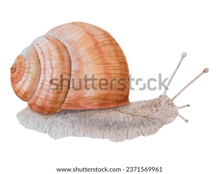Grape, Roman, Burgundy snail, escargot, Achatina fulica clip art. Watercolor hand drawn realistic illustration for cosmetic, spa salons, restaurants, farms. Painting for books, stickers, cards, prints