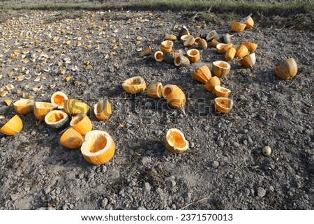 Pumpkin halves without seeds. Pumpkin halves lie in the garden.