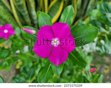 Madagascar Periwinkle Flower, 
Pink flower, Catharanthus roseus, Vinca,Old maid, Cayenne jasmine, Rose periwinkle, Vinblastine, Vinblastine Royalty-Free Stock Photo #2371575339