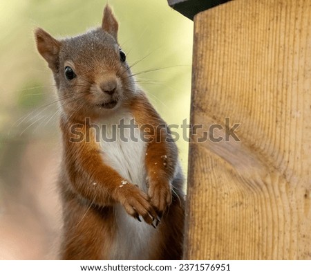 Cute and adorable little scottish red squirrel close up portrait