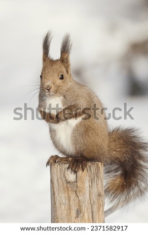 one squirrel on the pile