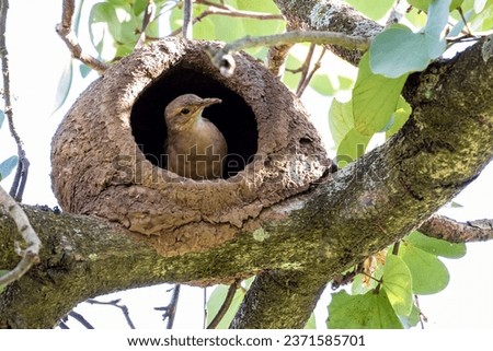 Nest of Rufous Hornero as know as joao-de-barro. The bird that builds its house from clay to procreate. Species Furnarius rufus. Birdwatcher. Royalty-Free Stock Photo #2371585701