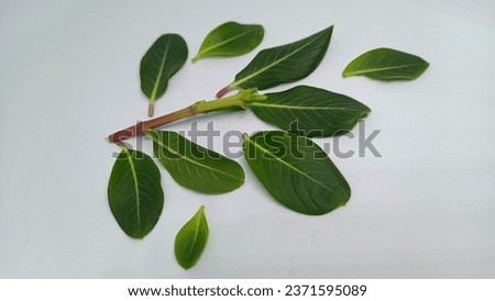 Flower leaves of catharanthus roseus, commonly known as bright eye, Cape periwinkle, grave plant, Madagascar periwinkle, pink periwinkle, isolated on white background Royalty-Free Stock Photo #2371595089