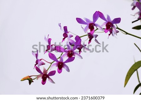 Blooming Pink dendrobium orchid flowers isolated on white background
