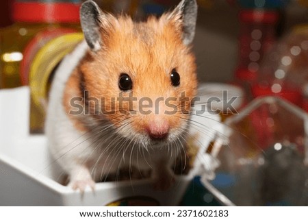 The golden hamster is an enchanting creature that exudes sheer cuteness and charm. With its fluffy and velvety-soft fur, it becomes an irresistible bundle of adorableness, capturing the hearts of ever