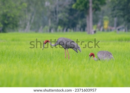 Family of Eastern Sarus Crane birds looking for food to raise baby birds. in the green meadow
