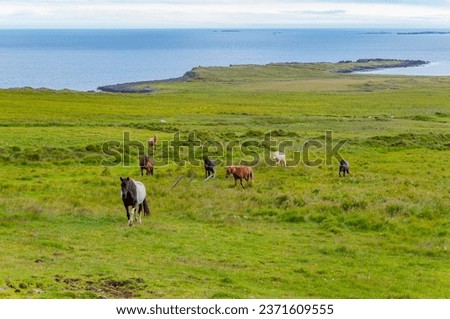 Beautiful landscape with green land with a herd of Icelandic horses in Iceland