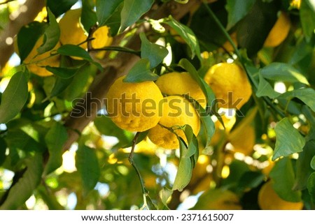 fruits of Yuzu on the branch Royalty-Free Stock Photo #2371615007