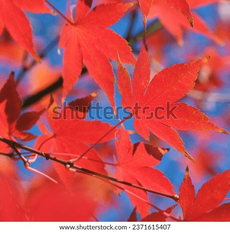 close up of autumn colored maple leaves	

