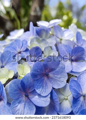 Hydrangea macrophylla is a species of flowering plant in the family Hydrangeaceae, native to Japan. It is a deciduous shrub growing to 2 m (7 ft) tall by 2.5 m (8 ft) broad with large heads of pink or
