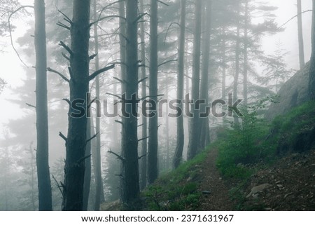 very mysterious and desolate atmosphere on a gloomy day in the dark woods with thick fog. pyrenees. High quality photo