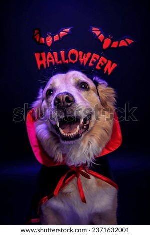 Halloween Dog dressed up wearing scary Vampire Costume with fangs and bat headband 