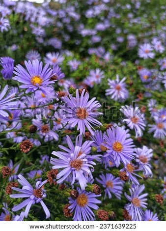 Aster amellus, the European Michaelmas daisy, is a perennial herbaceous plant and the type species of the genus Aster and the family Asteraceae. Royalty-Free Stock Photo #2371639225
