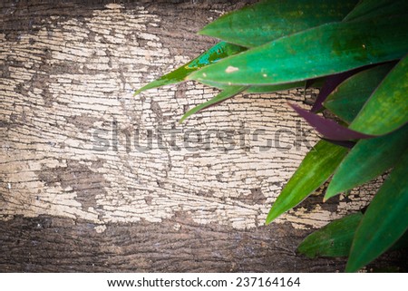Green Leaves over Wood background