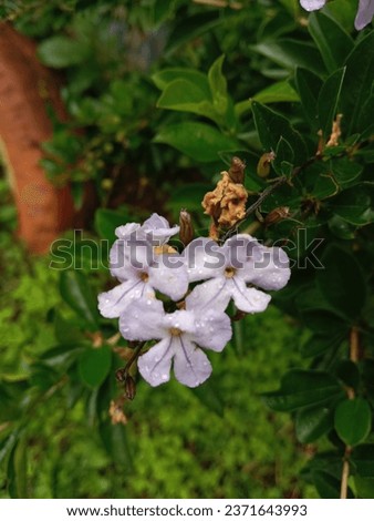 duranta vestita or ripening fruits has height can reach 5 meters. Short stems generally branch from near the base, the diameter can be 15 - 20 cm.The flowers are purplish and orange fruit Royalty-Free Stock Photo #2371643993