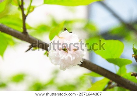 Cherry blossom is an important ornamental flower in early spring gardens, with over 50 varieties in China and over 300 varieties worldwide.