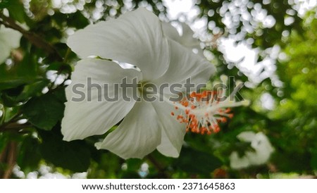 Shoe flower, Hibiscus, Chinese rose, white flower, hibiscus flower style, has both single and multiple layers of petals. A single layer has 5 petals and a stamen in the center of the flower.