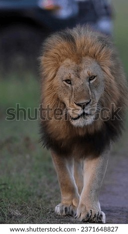 Lion walking with full confidence, lovely picture