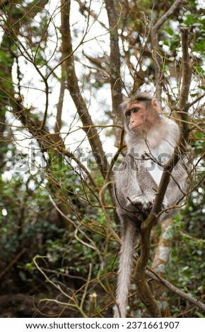  A picture of Rhesus Monkey (Rhesus Macaque) sitting in a tree branch.