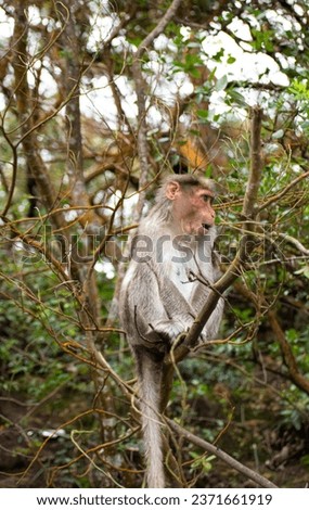  A picture of Rhesus Monkey (Rhesus Macaque) sitting in a tree branch.