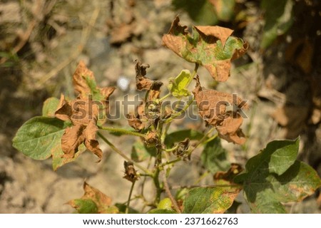 old cotton plant leaves. damaged cotton leaves. old plant. cotton plant. cotton leaves.   Royalty-Free Stock Photo #2371662763