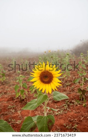 Sunflower growing in a field of sunflowers during a nice sunny summer day