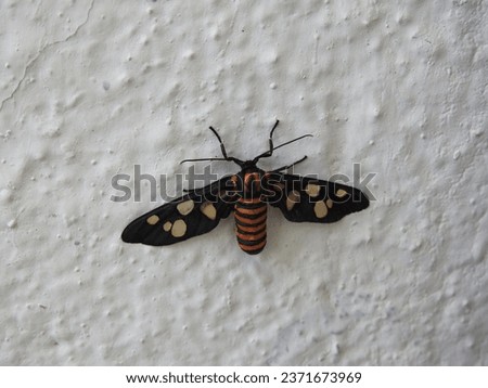 A Closeup of beautiful and colorful white dot, black and orange color Indian butterfly sitting on white wall background