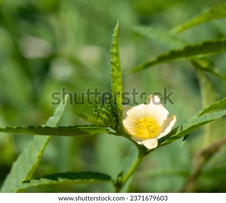 Close-up of flowers and stalks of weed broom. Yellow flowers of weed broom