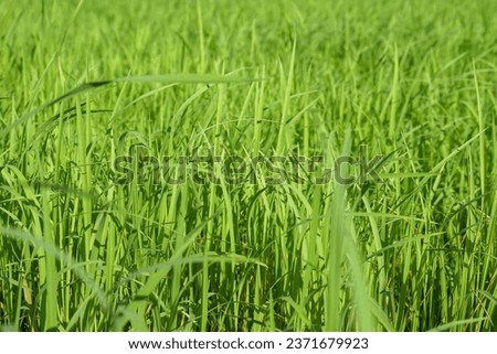 Rice fields are green in nature, the image can be made into a background.
