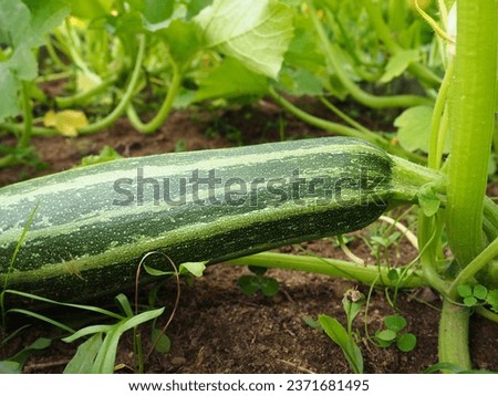 Zucchini, courgette or baby marrow, Cucurbita pepo is a summer squash, a vining herbaceous plant whose fruit are harvested when immature seeds and epicarp rind are still soft and edible. Greenhouse Royalty-Free Stock Photo #2371681495
