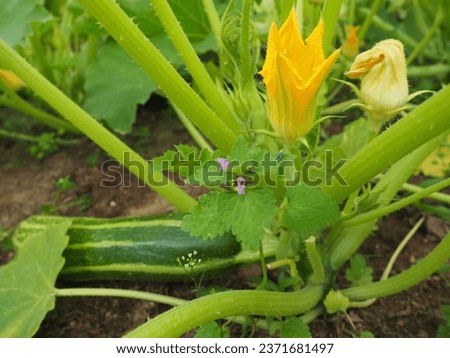 Zucchini, courgette or baby marrow, Cucurbita pepo is a summer squash, herbaceous plant whose fruit are harvested when immature seeds and epicarp rind are soft and edible. Greenhouse. Zucchini flower Royalty-Free Stock Photo #2371681497