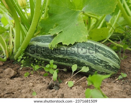 Zucchini, courgette or baby marrow, Cucurbita pepo is a summer squash, a vining herbaceous plant whose fruit are harvested when immature seeds and epicarp rind are still soft and edible. Greenhouse Royalty-Free Stock Photo #2371681509