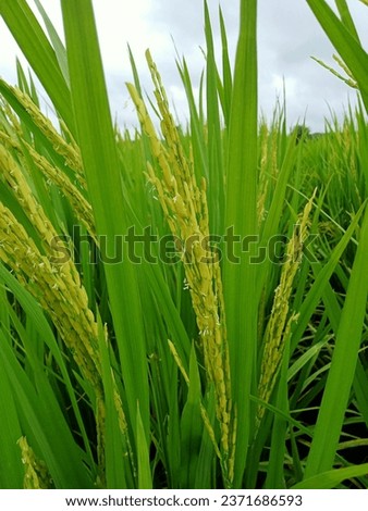 This is a picture of a rice flower.
