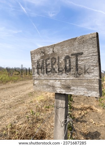 merlot, merlot sign on old wooden sign board over grape field in a vineyard under beautiful blue sky with copy space. vineyard with merlot grapes in autumn. agricultural concept photo.