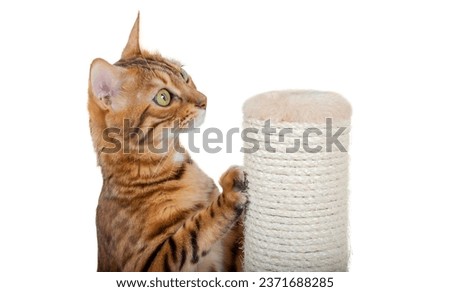 A Bengal cat sharpens its claws on a pole using a jute rope. Accustoming a cat to a scratching post. Royalty-Free Stock Photo #2371688285